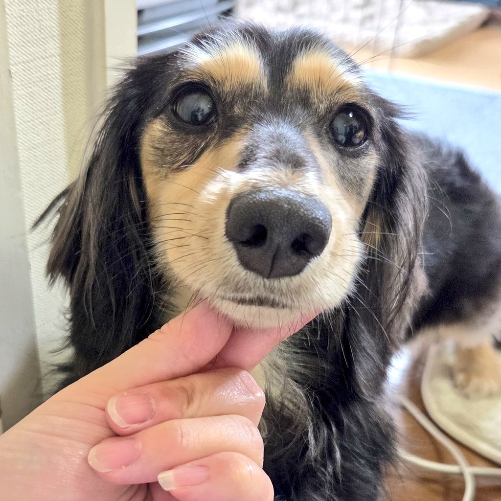 縁利(🐶かりるん) tweet media