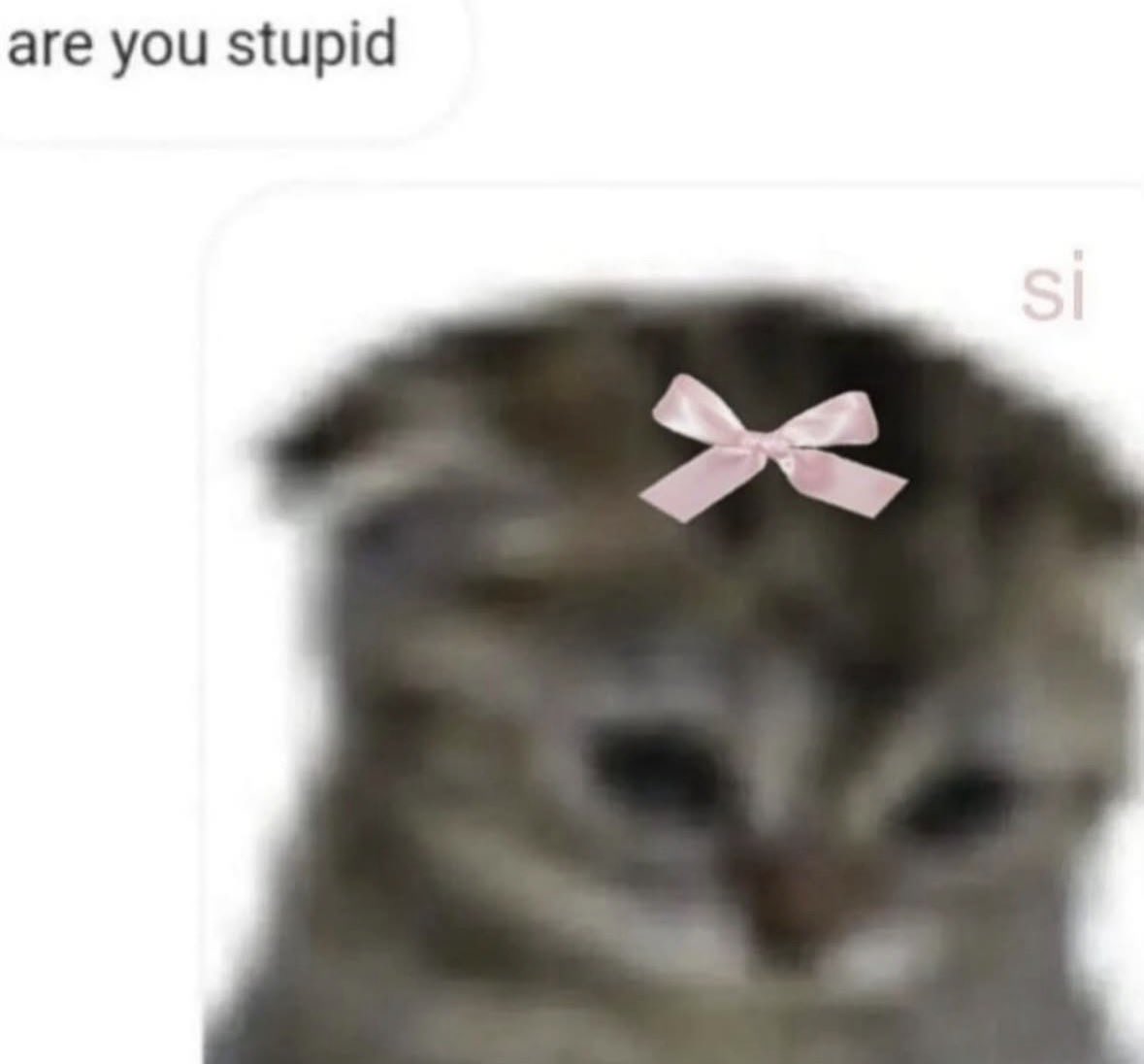 LiterallyMeCats tweet media