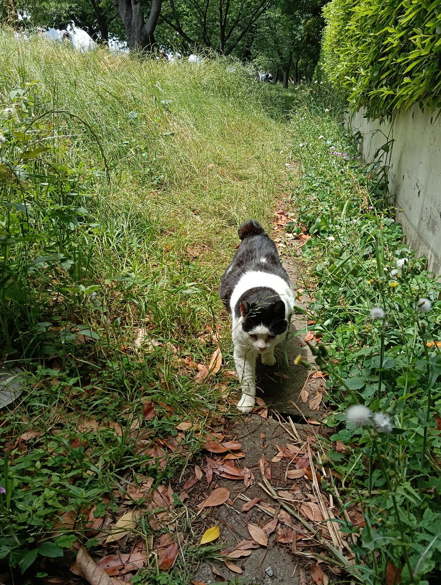 日曜日は河川敷に人が多いので猫たちは建物の影に隠れてる