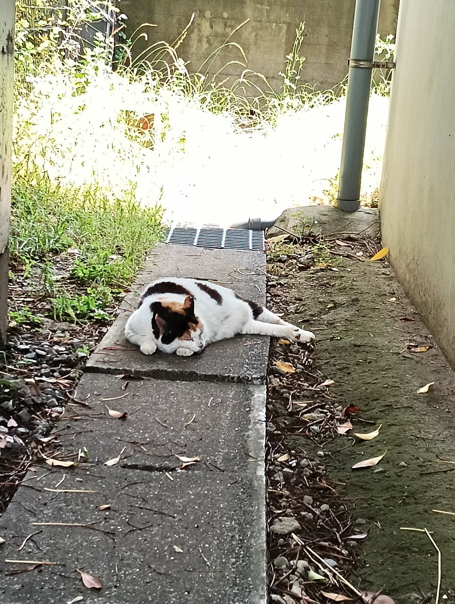 睨む猫 河川敷にて 日曜日は河川敷に人が多いので猫たちは建物の影に隠れてる