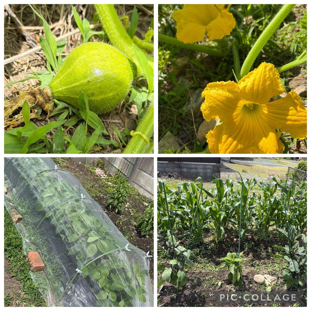 ウリたか⊿😘🌻 tweet media