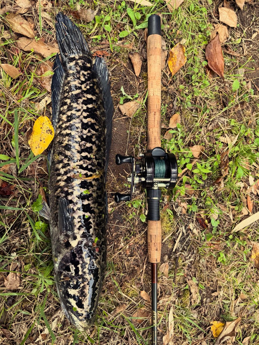 JdrjbR's tweet photo. 雷魚5 
カエル1

最近雷魚に買ったお気に入りのフロッグが壊れてしまった(T_T)

何回水面爆発したか分からない.....

糸をナイロンからPE60lbにしたから安心！ https://t.co/QwcuuAIH0t