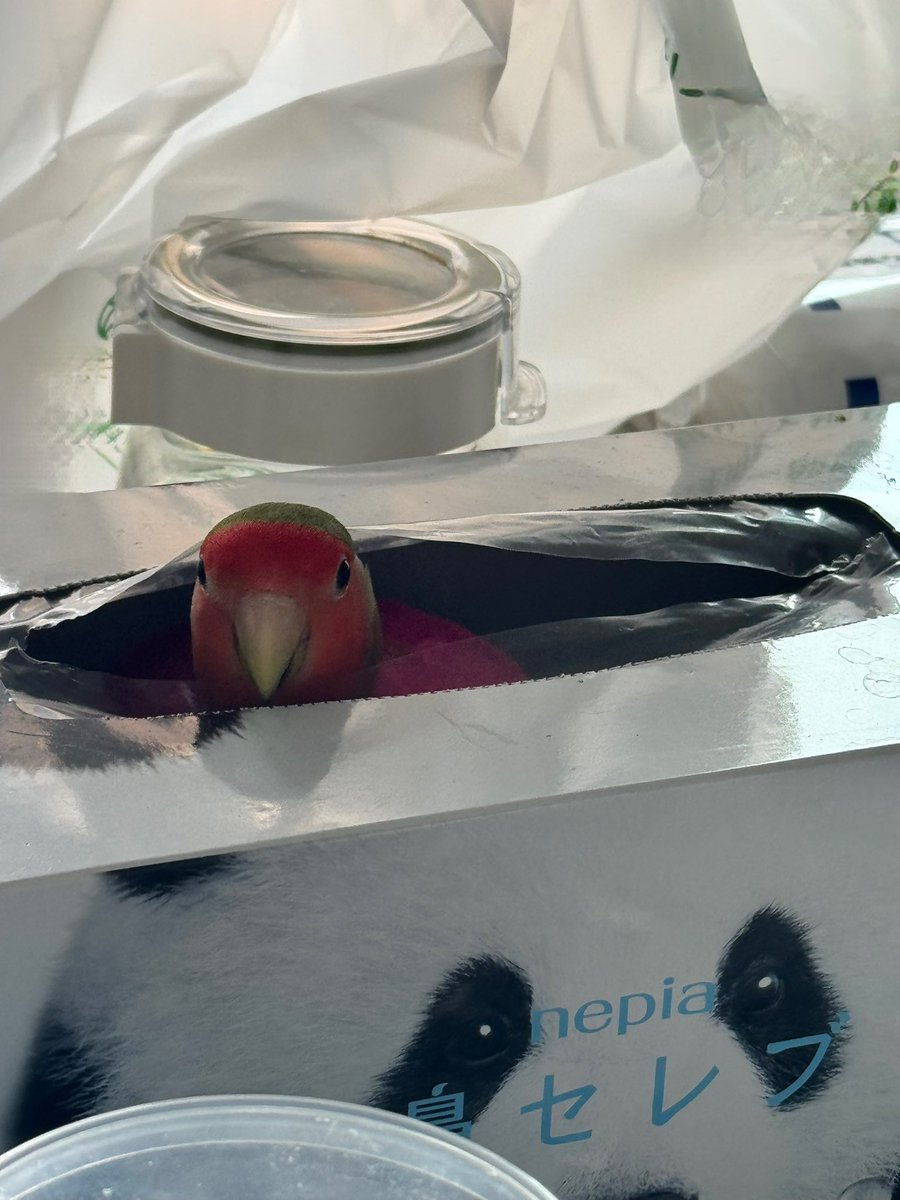 きょくちょV🦜 tweet media