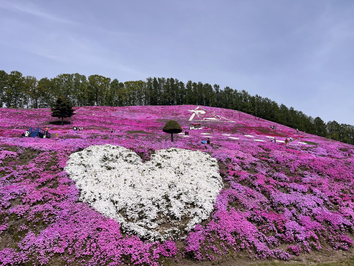 memanbetsu's tweet photo. こんにちは！
本日の芝桜公園です🌸
現在見頃を迎えております！
ぜひお越しください☺️
#大空町　#東藻琴　#芝桜まつり https://t.co/NRV9gWulCq