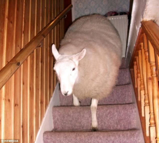 Sheep Daily 🐑 tweet media