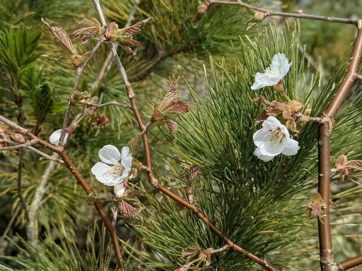 junrensui's tweet photo. 藻琴山へ登ってきました。日本で最も遅く開花するというチシマザクラが咲き始め、見上げると空には美しいハロ（日暈）が広がっています。風は少し強いものの、体に受ける感触はとても心地よいものでした。

#北海道 
#登山 https://t.co/uwd8OOeIsz