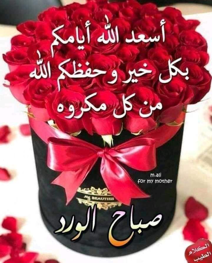 Amira Mohamed tweet media