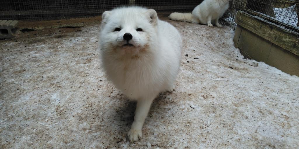 宮城蔵王キツネ村(公式)🦊 tweet media