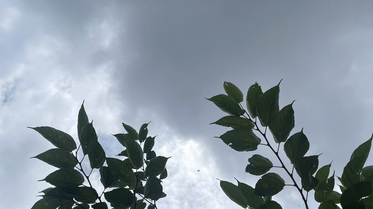 codejasmin's tweet photo. 沖縄 昨日の線状降水帯による豪雨はほんとに凄かったですね🌪️
被害が無いことを祈ります

朝方ジャスミンの花はいつものように咲いていました🌼
お昼のひと時ハーブティ🌿

昨日の天気が嘘のようにうっすらと晴れ間が広がりました! 🌤️
日曜日よい時間を♪☺️💞 https://t.co/LgYRQXIOEK
