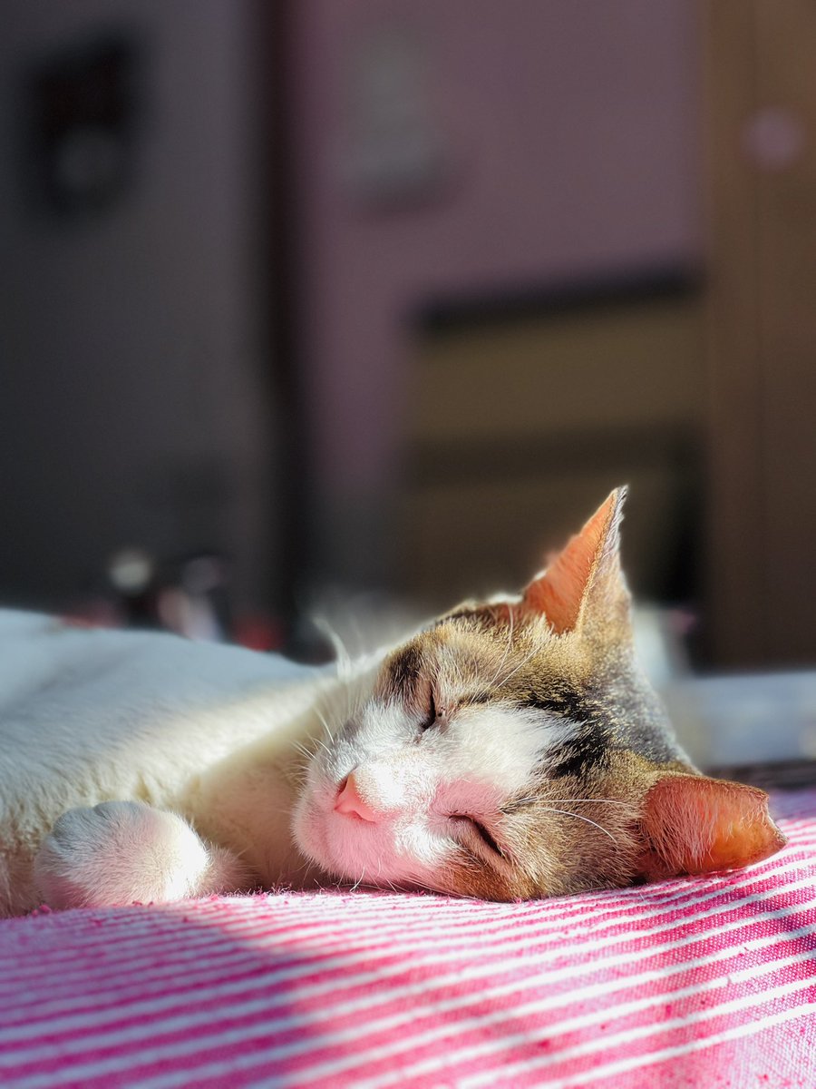 kirtitejas's tweet photo. Because today is #Caturday!

Drop your favourite photo of your #cat. https://t.co/ouwFRSNiFD
