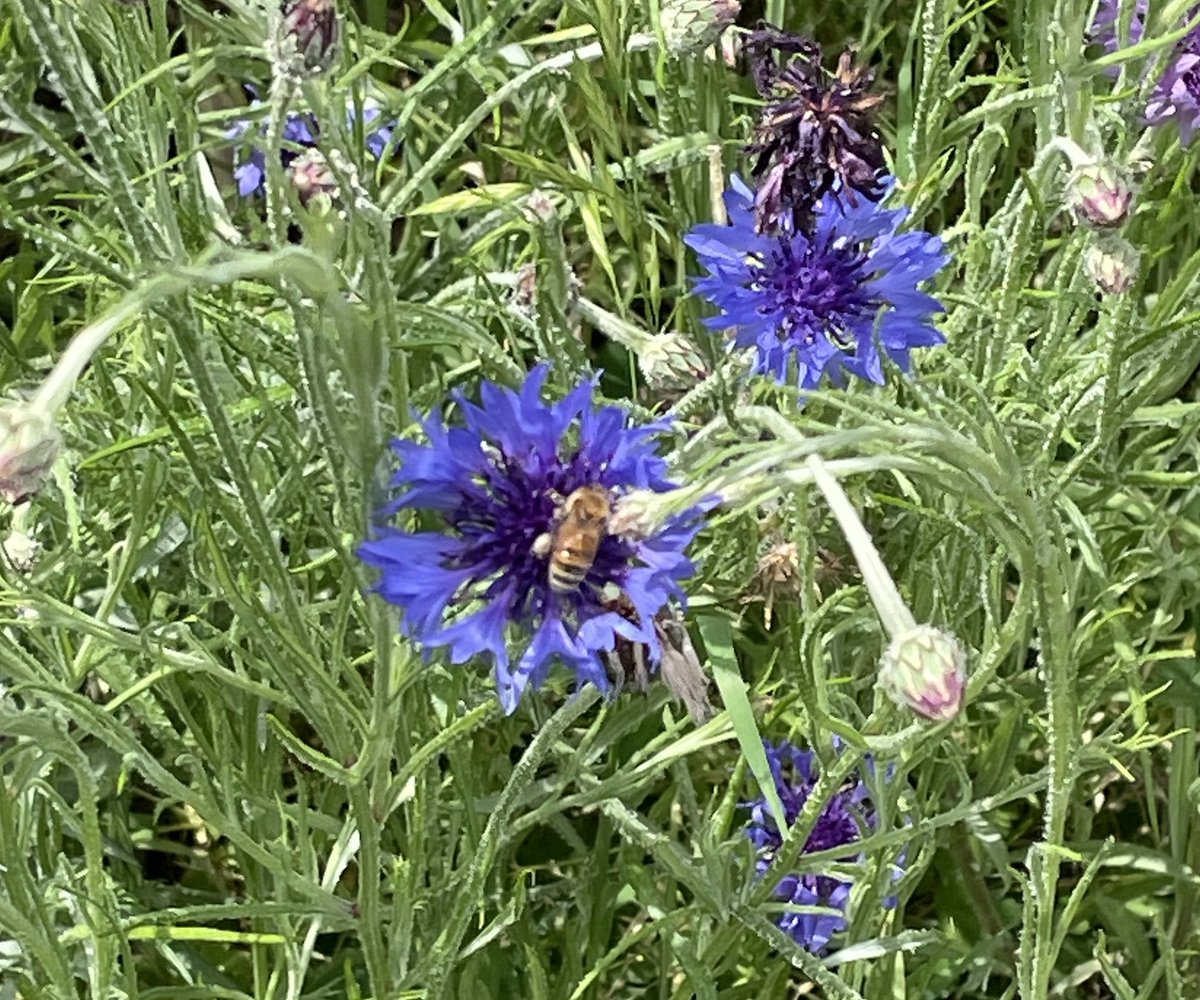 Aetusah's tweet photo. うちの庭にこの花大量に咲いてる https://t.co/xmleO2p24k