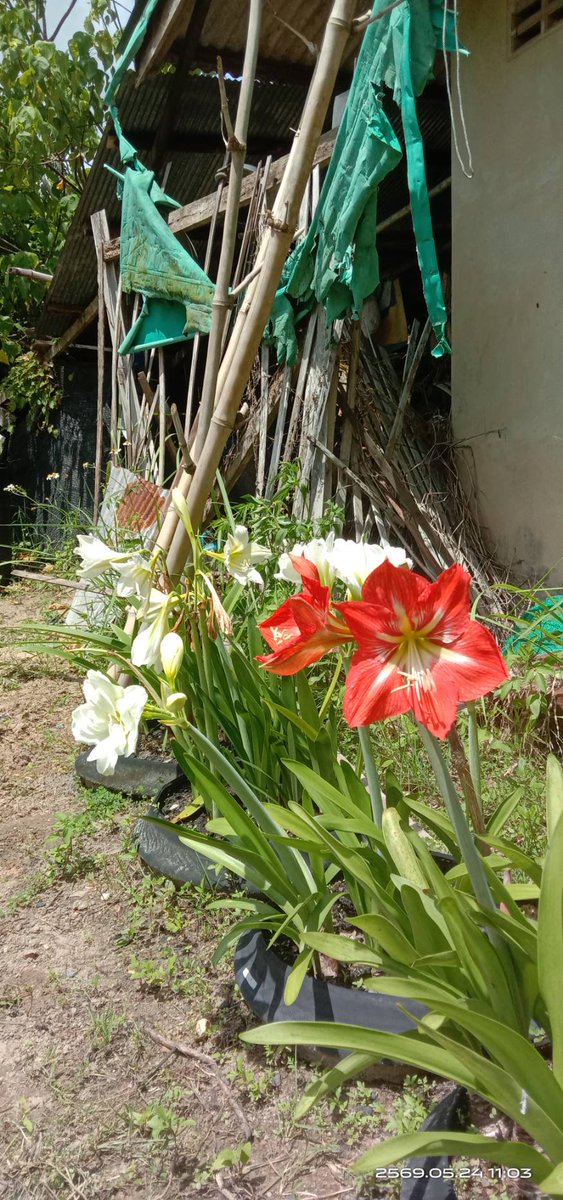 DelphiNoir's tweet photo. ... 24.05.2569 ...
... นึกว่าเน่าไปแล้ว ...
... เธอยังอยู่ ... https://t.co/KpcuhiJ3OI