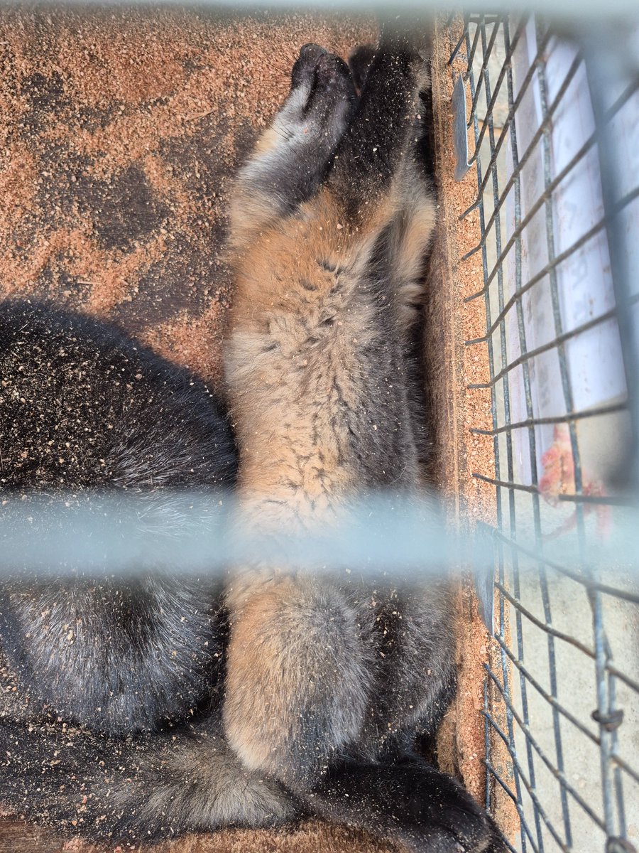 宮城蔵王キツネ村(公式)🦊 tweet media