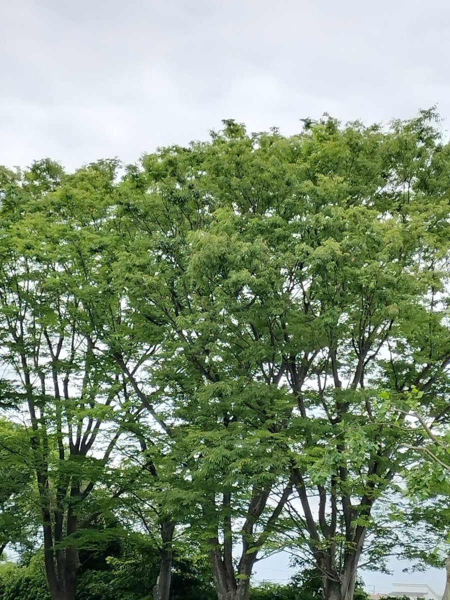 ニシムココ(nishimucoco) tweet media
