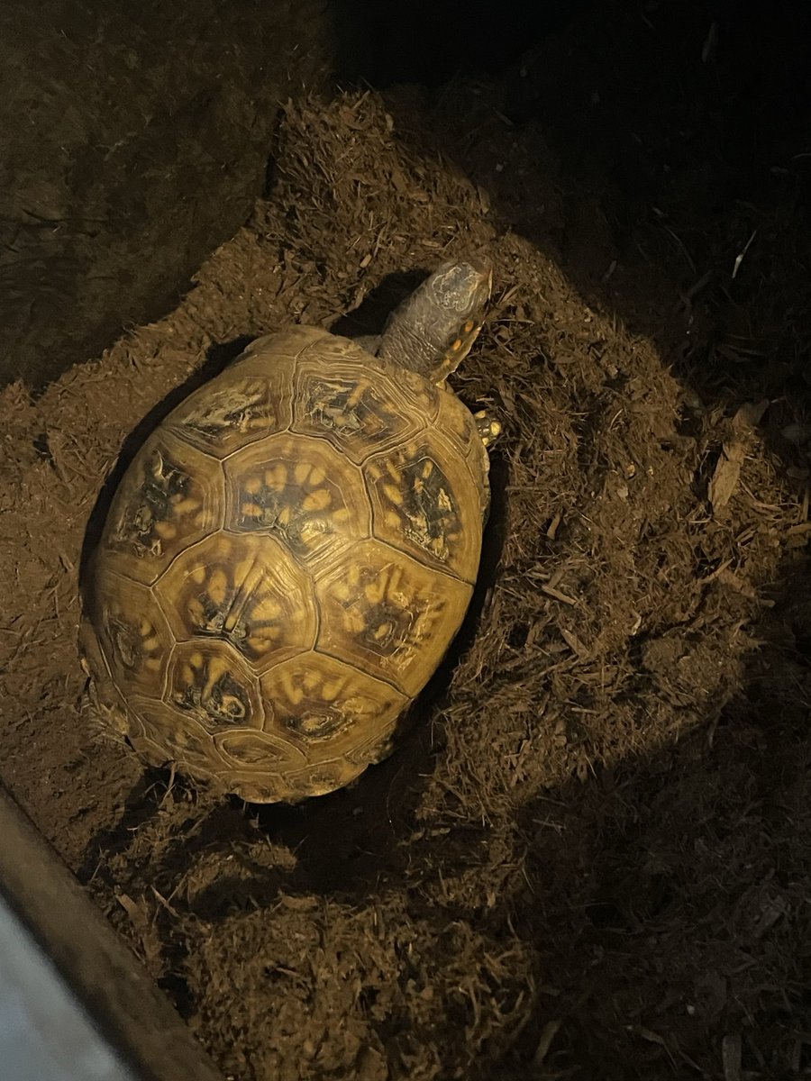 csirha57's tweet photo. ウチの♀ハコガメ達とうとう産卵時期来たな👌
#ミツユビハコガメ
#トウブハコガメ
#フロリダハコガメ
#キタニシキハコガメ https://t.co/easTGIbbBX