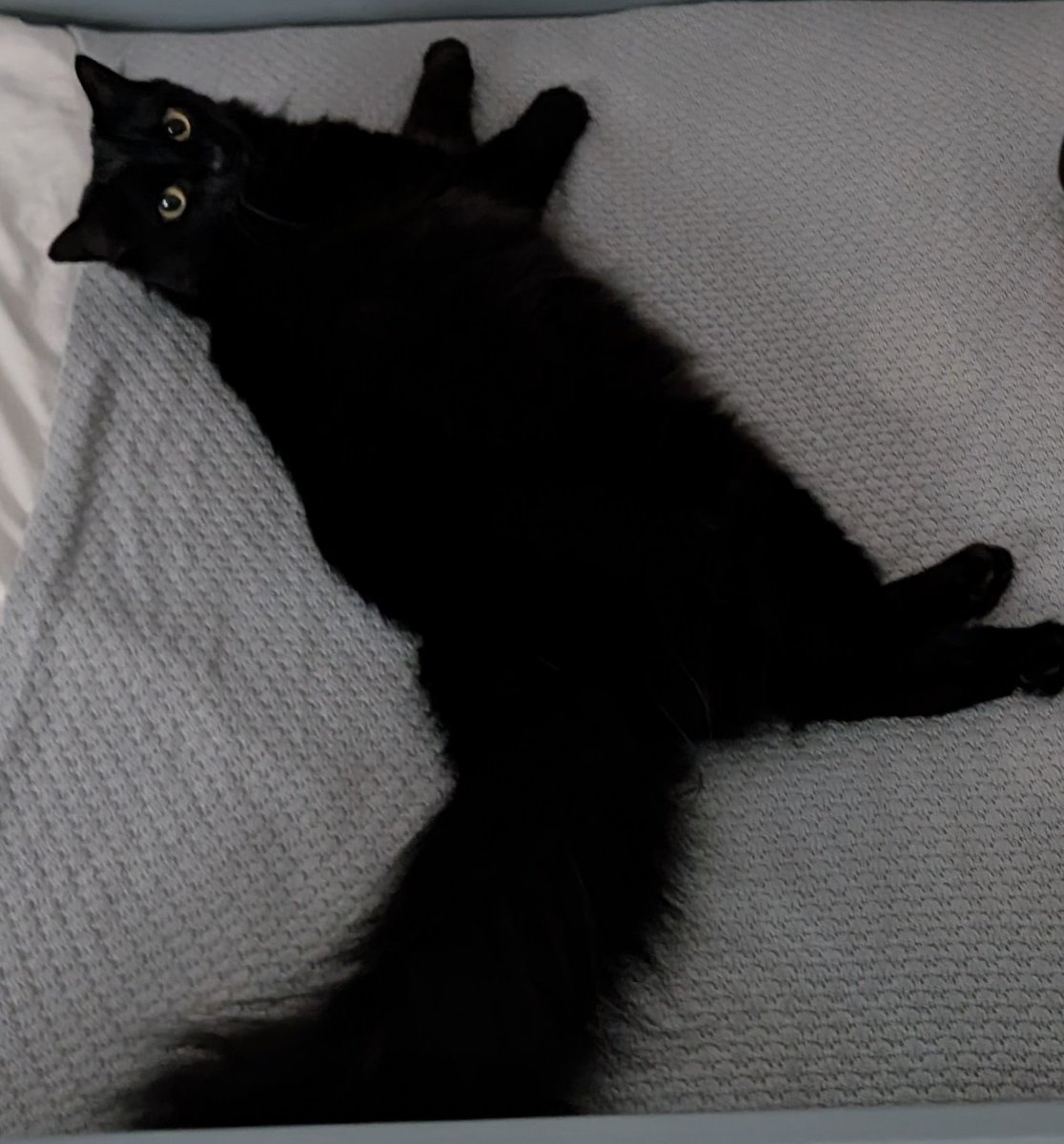 黒猫のベアモアと飼い主🇦🇺 tweet media