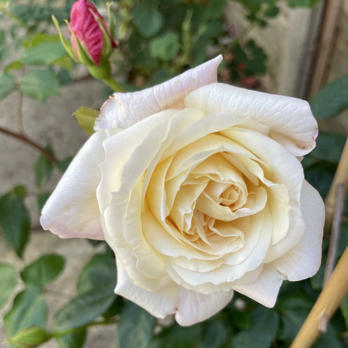 rosesukroses's tweet photo. More swoon-worthy blooms:
It’s A Wonderful Life, The Holy Rose, The King’s Rose. Céline Forestier, absolutely gorgeous & new to me. Rose season plays havoc with my bank account! I blame @NetherfieldV2 for this one!
Have a good day everyone.
#roses #sundayroses #GardeningX https://t.co/VJQ0GGht2s