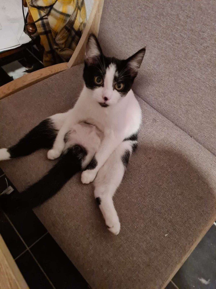 vanillqvan's tweet photo. mine does it too and her name is also morgana https://t.co/VxpZmhHY7b