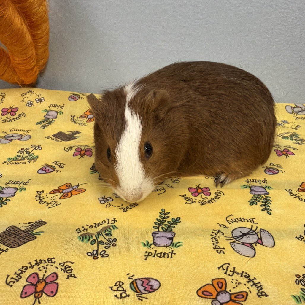 eastvalleybunnyguineapigs tweet media