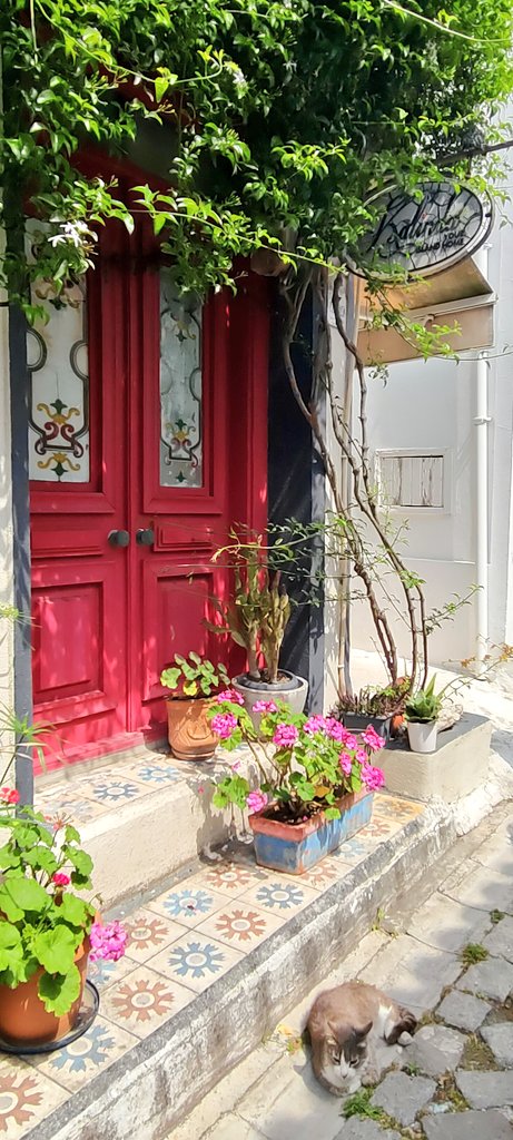 tafoss22's tweet photo. Bir kapı… biraz çiçek… biraz gölge.
Ve sakinliğin ortasında kendi dünyasında bir kedi. 
Ne güzelsin #Bozcaada 💙
#günaydın #pazar https://t.co/sMfWCGK4lj