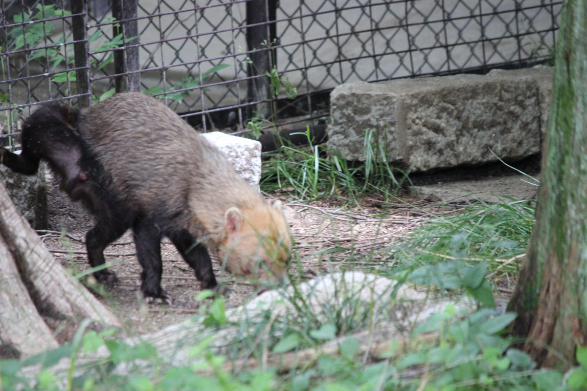 mobbyy23's tweet photo. 26.5.24　＃東山動植物園　＃ヤブイヌ　＃ヒロマル
＃BUSHDOG　朝、ヒロマルくん食事をしていました（鶏肉を食べていたかな？）その後おし〇こ😅　うん〇ち🤣　していつものルートを元気に走り回ってました‼
何をしてても可愛い😍😍😍 https://t.co/2rsgxOvZ7P