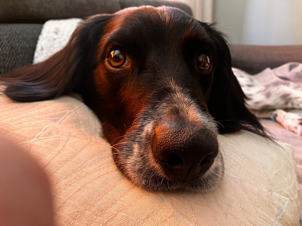 ZijMetHond's tweet photo. Mijn beste maatje ❤️ #siep #friesestabij #siepspam https://t.co/ZdDofkEpp4
