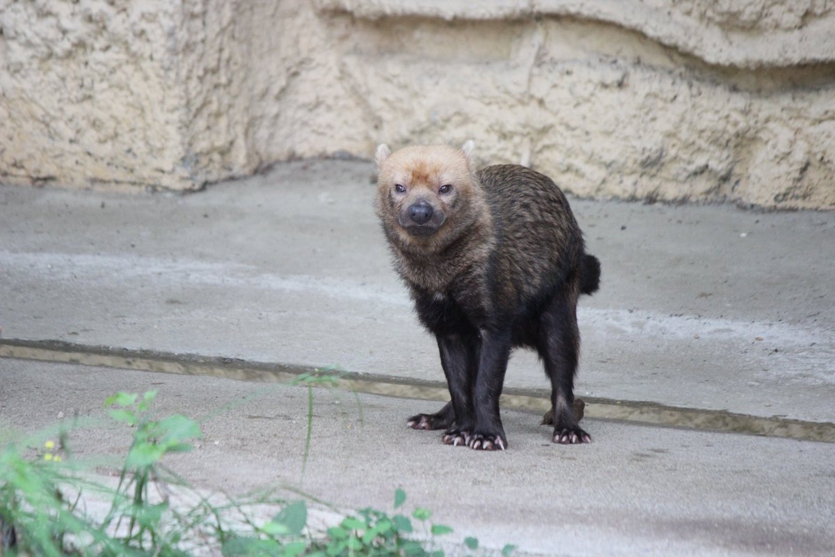 mobbyy23's tweet photo. 26.5.24　＃東山動植物園　＃ヤブイヌ　＃ヒロマル
＃BUSHDOG　朝、ヒロマルくん食事をしていました（鶏肉を食べていたかな？）その後おし〇こ😅　うん〇ち🤣　していつものルートを元気に走り回ってました‼
何をしてても可愛い😍😍😍 https://t.co/2rsgxOvZ7P