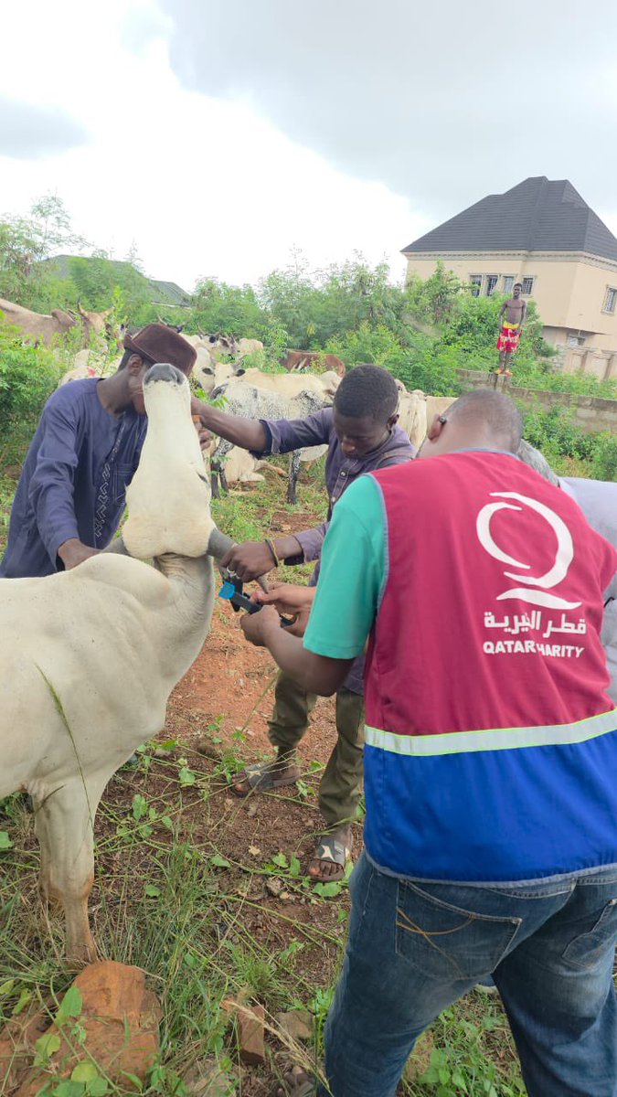 qcharity's tweet photo. أمانتكم في أيدينا.. نوثقها خطوة بخطوة 🙏🏻
بدأت فرقنا الميدانية في #غانا بتوثيق ومطابقة الأنعام، والتأكد من سلامتها وموافقتها للشروط الشرعية والصحية، لتصل أضاحيكم إلى مستحقيها بأعلى درجات الأمانة والشفافية.
نحن لا ننقل الدعم فقط، بل نوثق أثر جودكم لينعكس فرحةً وأماناً في قلوب الأسر المحتاجة ♥️