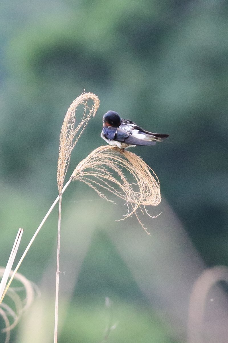 kmzwBird's tweet photo. ひとやすみ、ひとやすみ。
#ツバメ
#BarnSwallow https://t.co/tN55uNeKJ4