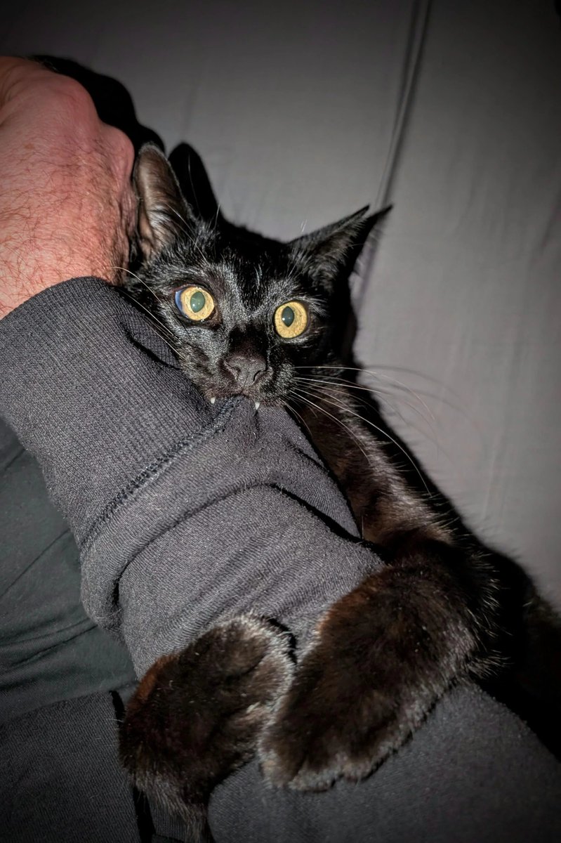 CatsTongueOut's tweet photo. Evillll teethers https://t.co/nzihkf7Wd4