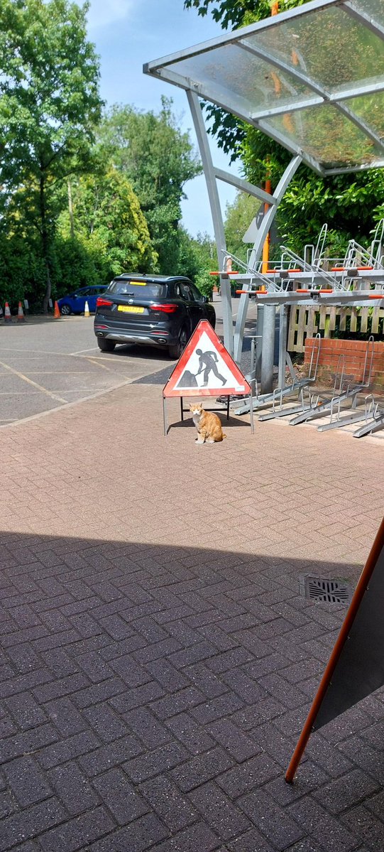 George The Stourbridge Junction Station Cat tweet media