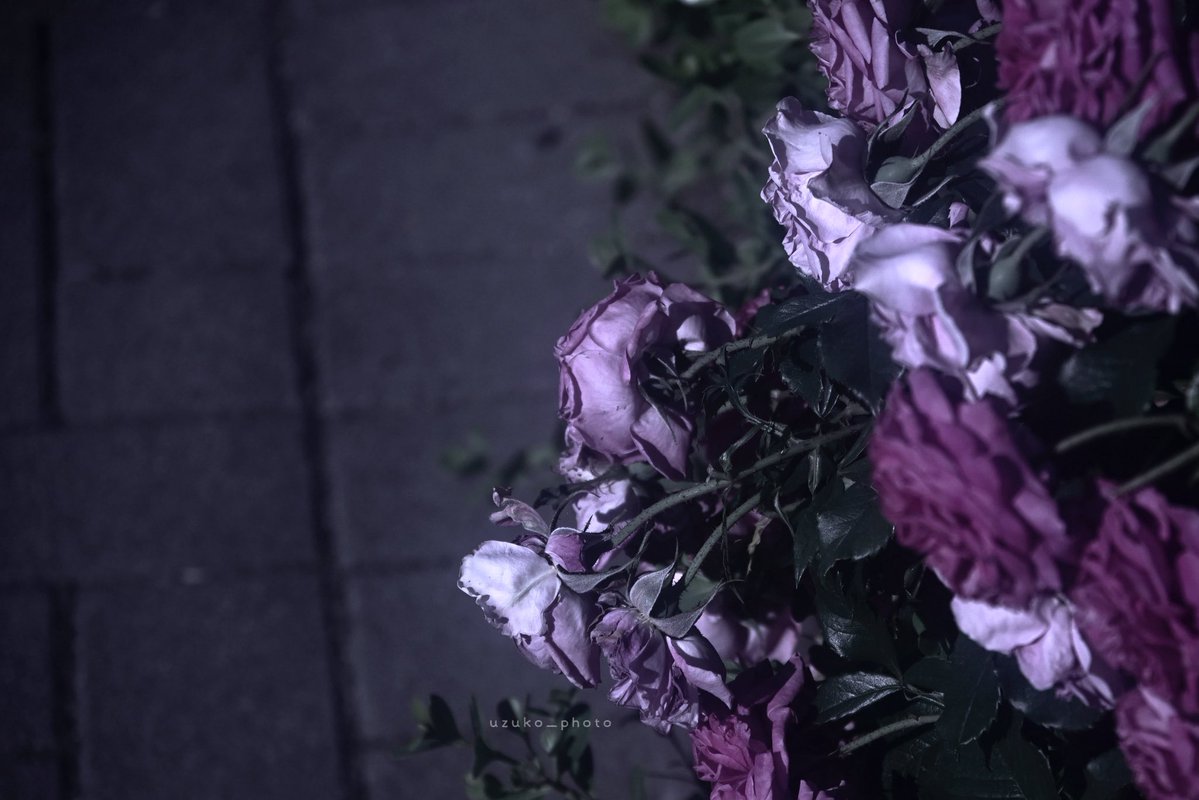 うずこ/𝚄𝚣𝚞𝚔𝚘 tweet media