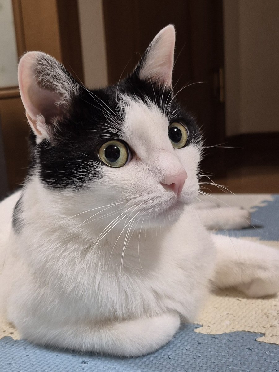 チラッ#ねこ #猫のいる暮らし #ハチワレ