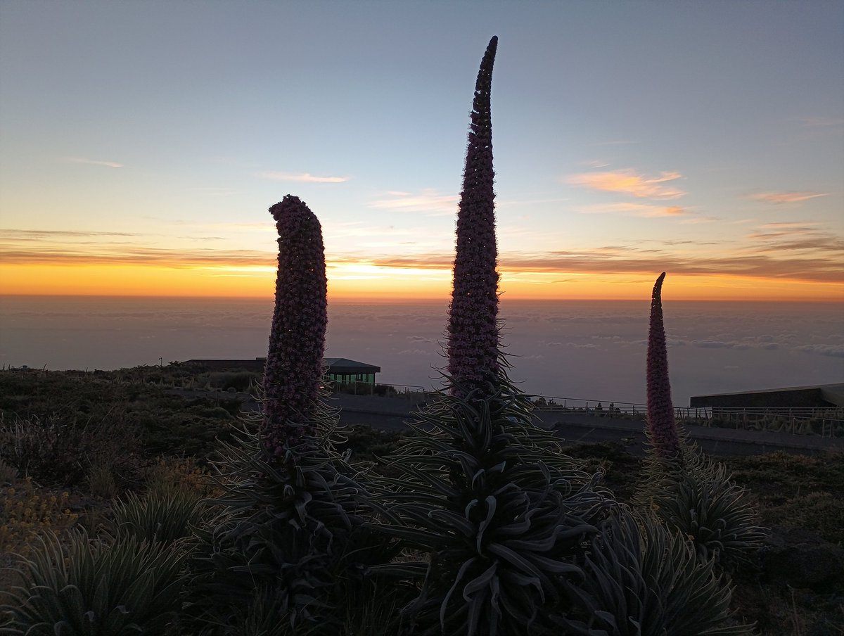 Radio_Luz_'s tweet photo. Desde el Centro de Visitantes del Roque de los Muchachos, Villa de #Garafía 🪻✨ #LoNatural ☄️ #LaPalma [📸 Raúl Pérez] https://t.co/cpXzotkP1h