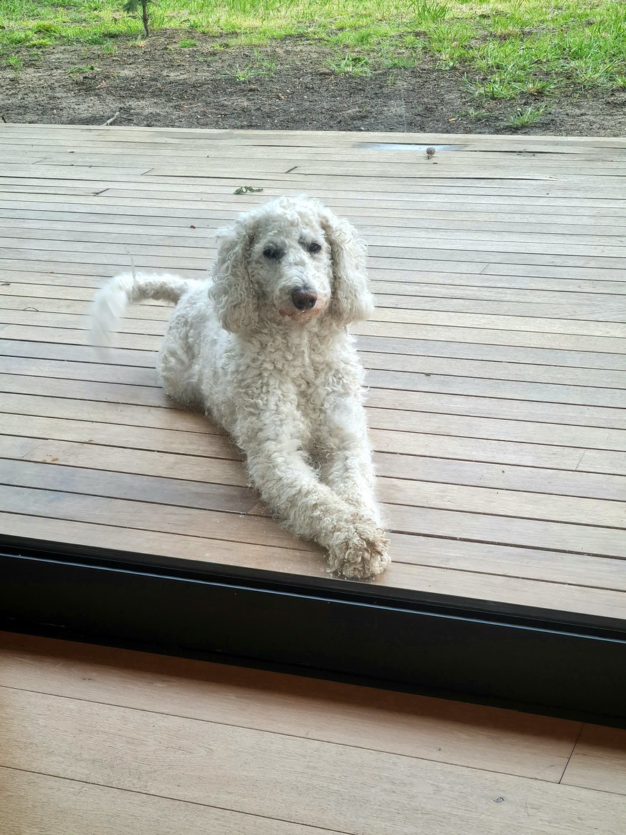 PhotosOrdinary's tweet photo. @DailyPicTheme2 My furry friend is waiting for #anything in terms of games https://t.co/NZw7hFnvwh