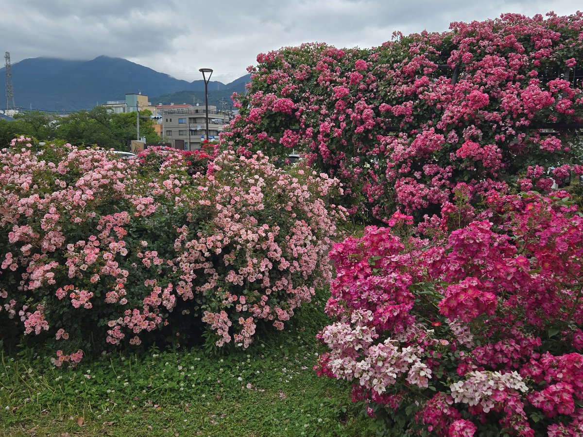 令凰(れいおう)🍀🕊️🌈 tweet media