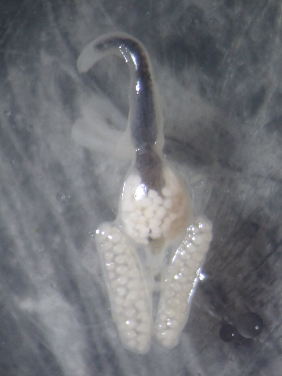 Fish_Worms_Lab's tweet photo. マアジの寄生虫の標本を追加したかったので、鮮魚店に行ったのですが入手できず。
代わりに（美味しそうだった）キチジを購入。
見た目的に単生類がいそうだったのですが、代わりにナガクミムシの仲間をみつけました。相変わらず面白い形です。

#寄生虫 #甲殻類 https://t.co/brb9OSuCty