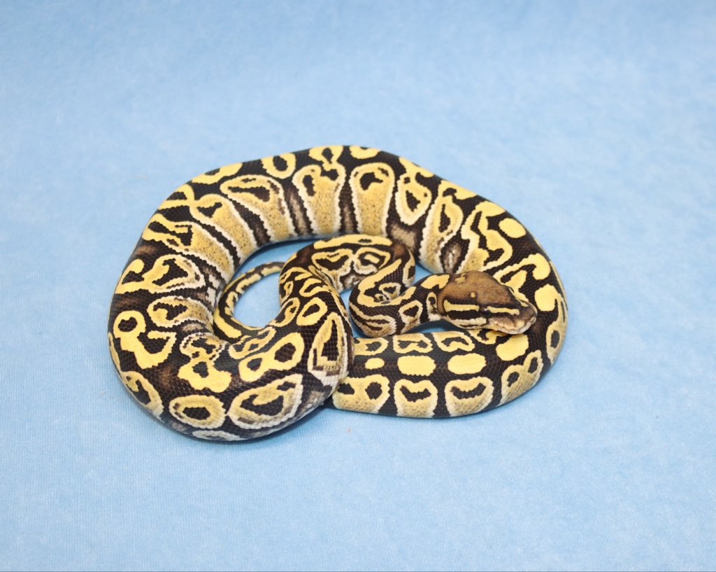 H2M Reptiles tweet media