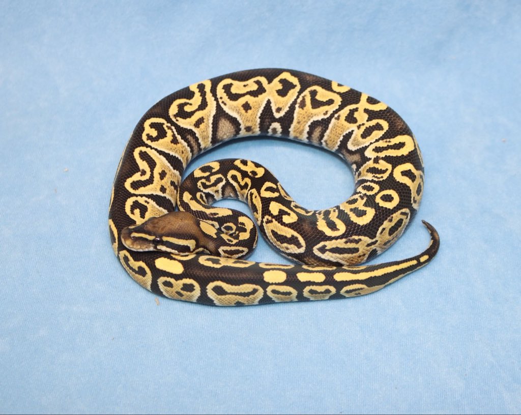 H2M Reptiles tweet media