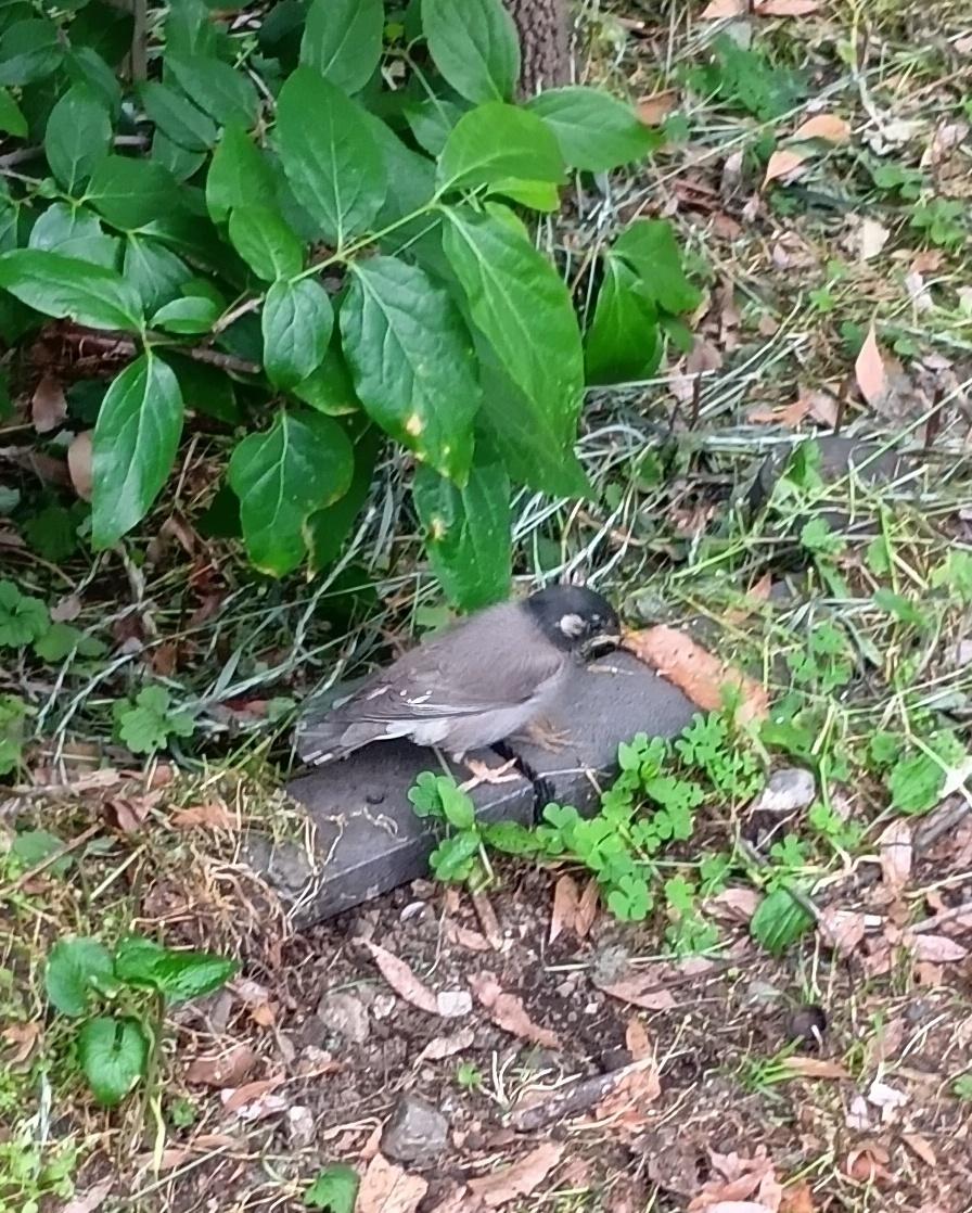 nobby_hero's tweet photo. 道中見かけた鳥
近づいてもなかなか逃げなかったのですが、日本では初めて見たかも
温暖化の影響で南国の鳥が東京にも住めるようになったとか？🤨（多分違う） https://t.co/yOORsFOmG4