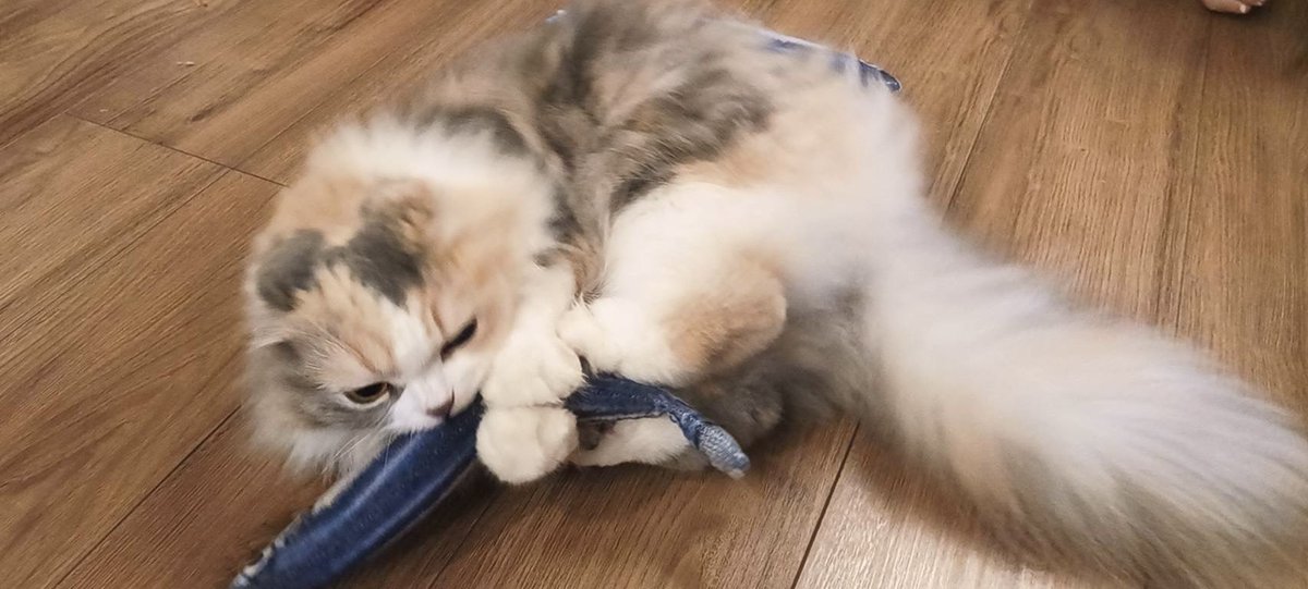 monemaroneko's tweet photo. モネのけりけり🐟🐾 https://t.co/edx8qdrYRG