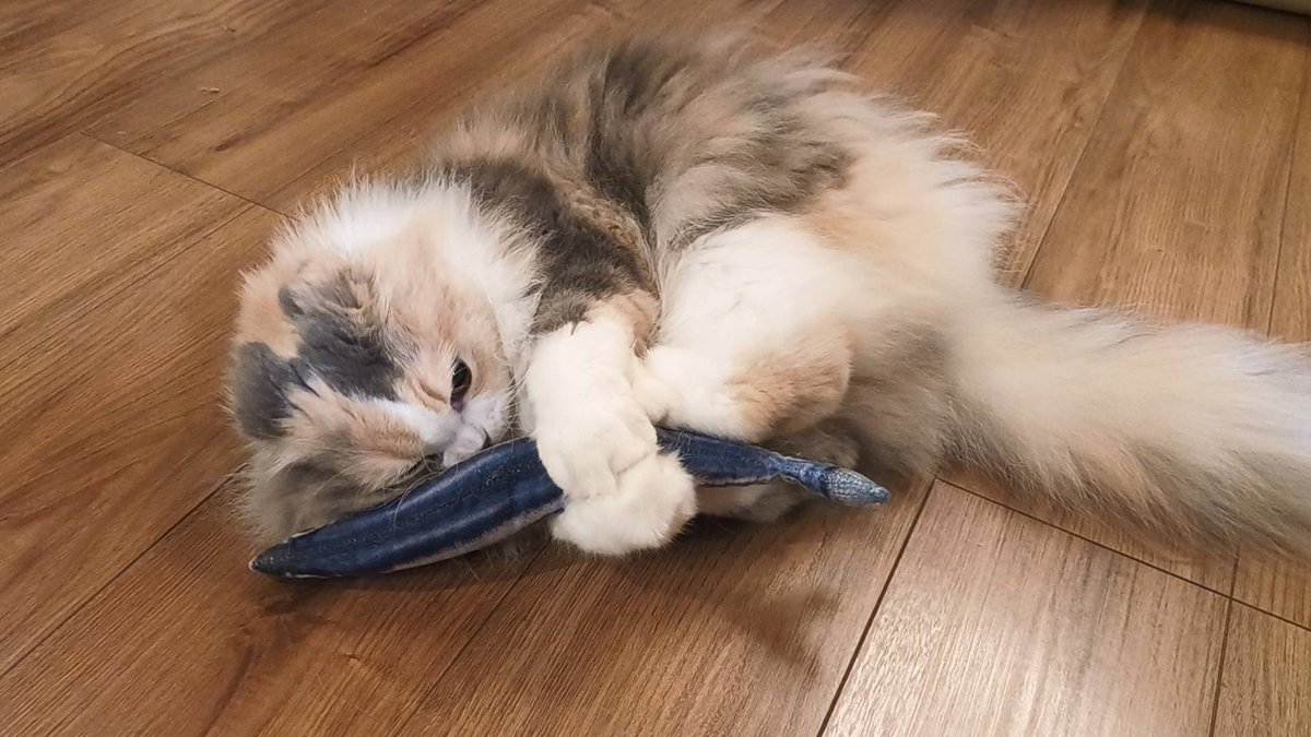 monemaroneko's tweet photo. モネのけりけり🐟🐾 https://t.co/edx8qdrYRG