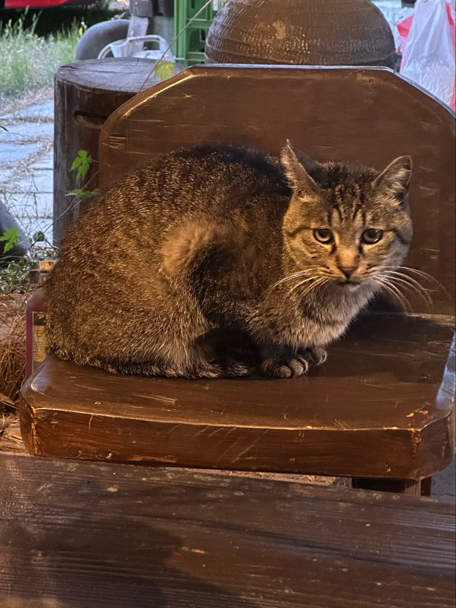 macnakata's tweet photo. 醤油のいい匂いがしてきたぞ！

猫 きたw

皆はデザフェスとか楽しんでるのかな？
旅から帰って囲炉裏生活に戻る

#囲炉裏
#着物 https://t.co/LrQRHR8kKk