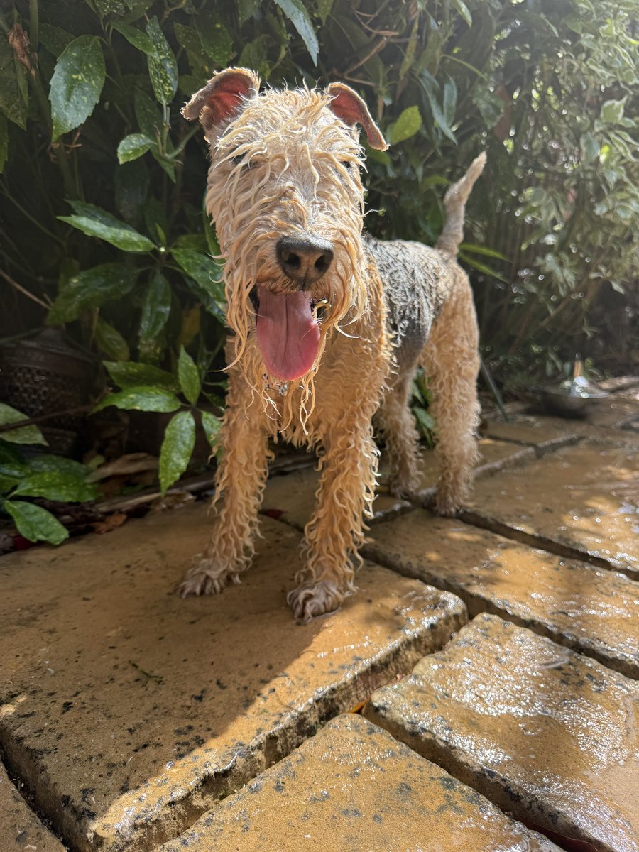 bertie_lakeland's tweet photo. Before a long journey always have a …….. Hose down ❤️ https://t.co/BmgOV4KWxy