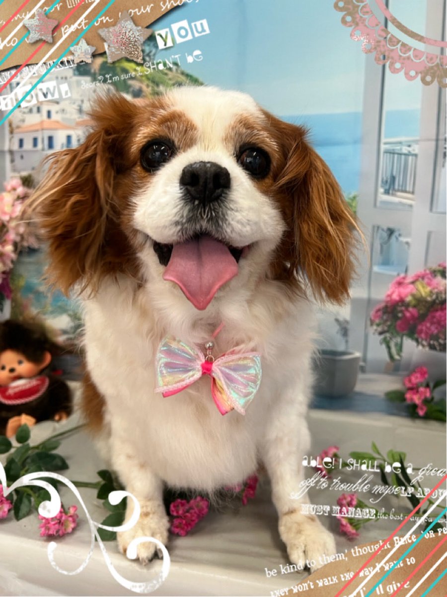 argemignon8106's tweet photo. こんばんは🌟
COCO、トリミングに行ってきました🐶
スッキリ、いい香り💖
もふもふになって帰ってきたよ🐶 https://t.co/RE8MGKrud2