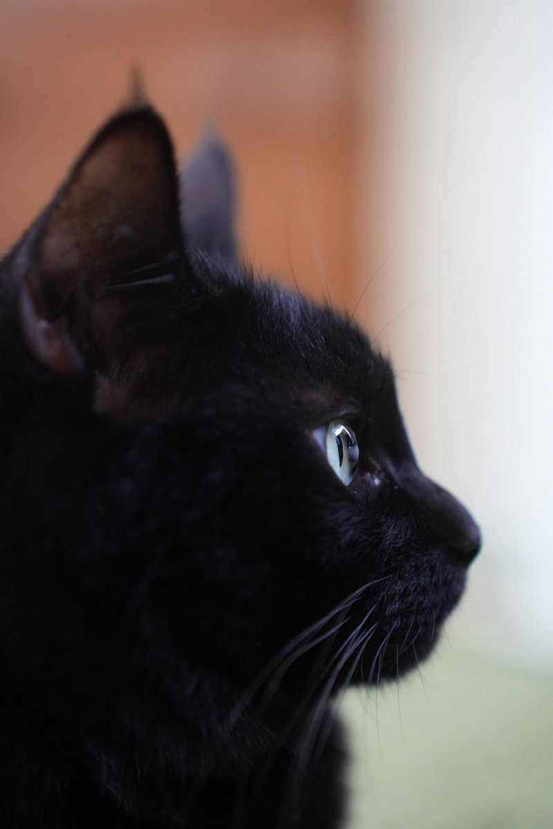 黒猫つくねちゃん太しっぽ (@oreo_blackcat) / Posts / X