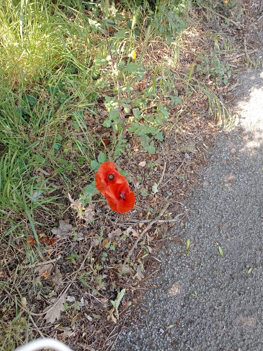 HellBint 🇺🇸 🏴🇬🇧 🌻 tweet media