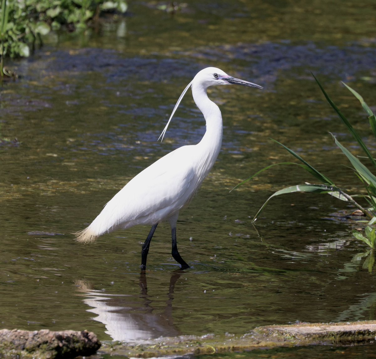 RoseNewbold's tweet photo. I’ve been watching Little Egrets for many years at Lemsford Springs but have never seen a breeding one there with such buff tail feathers. The lores are a beautiful magenta and the yellow feet have turned orangey-red. @HMWTBadger #hertsbirds https://t.co/NvvDH7i7EB