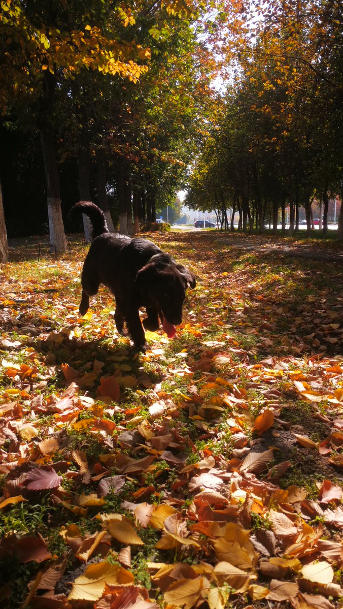 eew111's tweet photo. Sunshine + blue skies = the perfect autumn afternoon  (晴天+蓝天=完美秋日午后) https://t.co/8oOK8Y3XGb