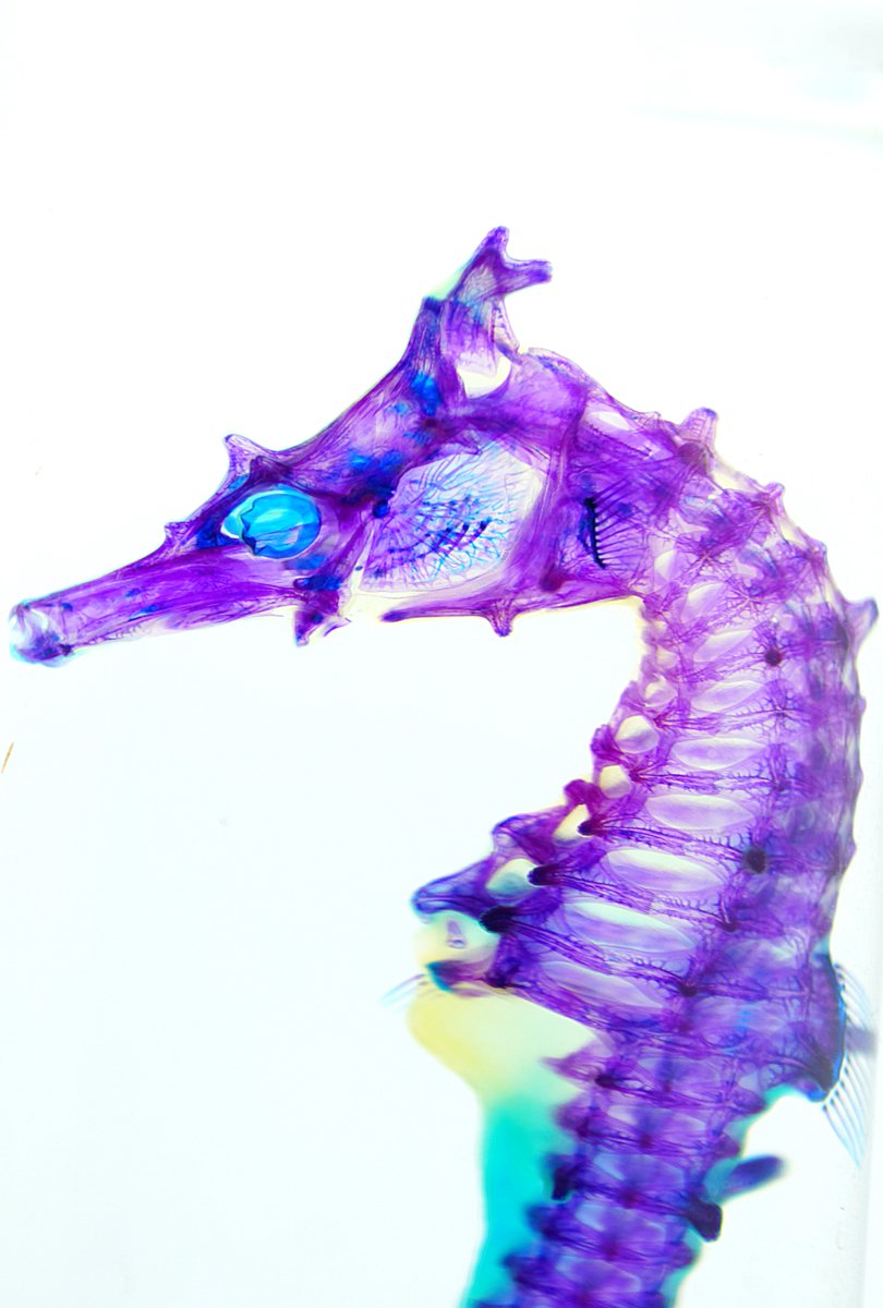 タツノオトシゴ 特大サイズ niigata2401zoo1.jpg 標本 魚 標本用品